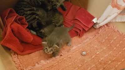 When a scary human threatens your family, you gotta let them know you're fierce