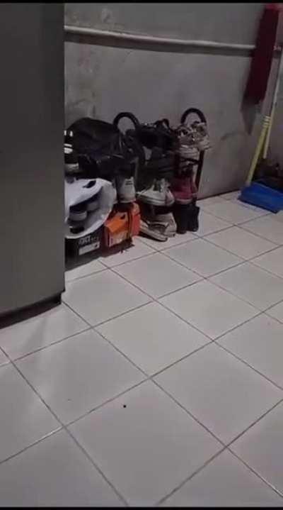 Mice hate this one simple trick