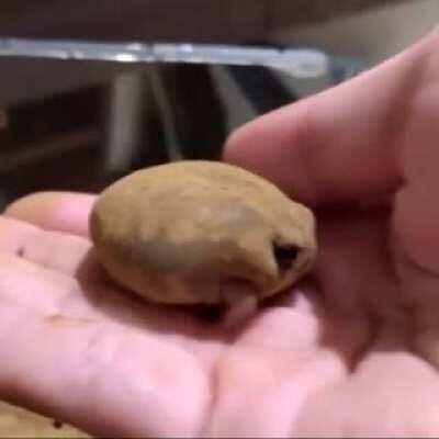 Potato toad?