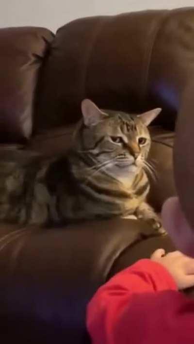 Even the cat realises