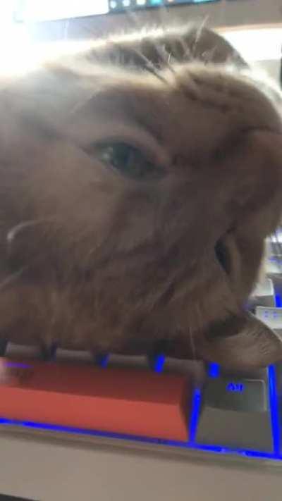 Archie, the boy with 2 large towers and 4 beds that he doesn't lay in.