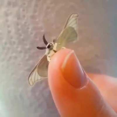 novo personagem de Hollow Knight confirmado PogU