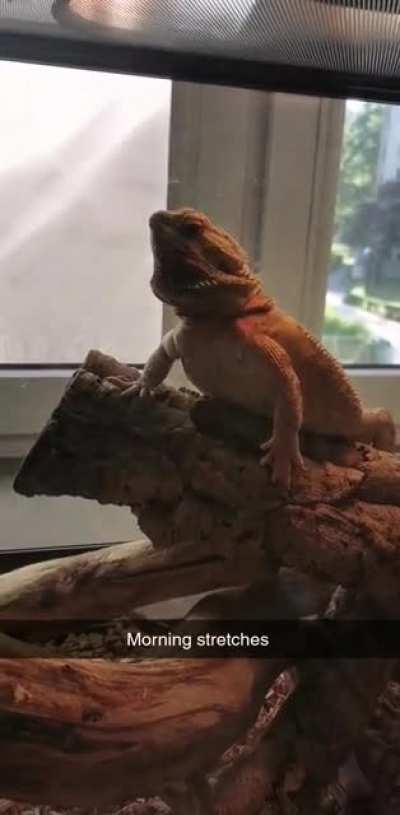 Big stretch and yawn! Finally caught it on camera 📸