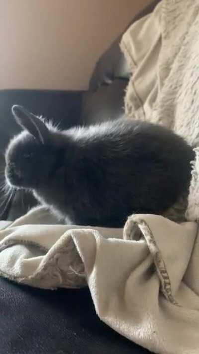 Someone suggested I get Appa a blanket and this is the result