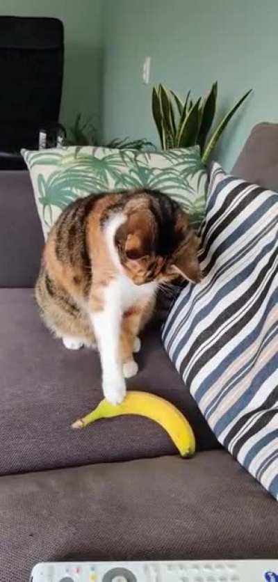 This banana looks like it cannot be trusted