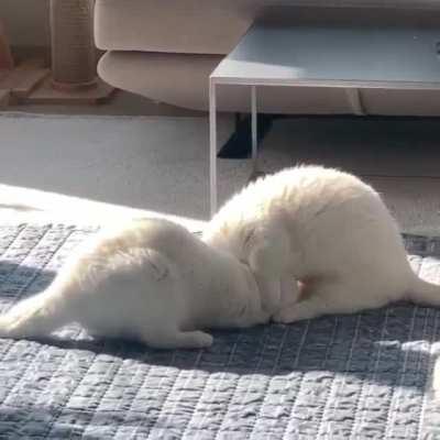 Adorable little marshmallows