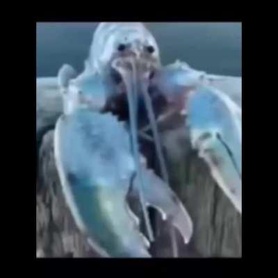 jakertown - Video #5132