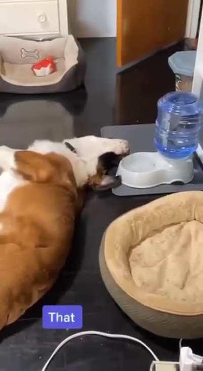 Apparently he just got back from Australia and likes upside down water better...