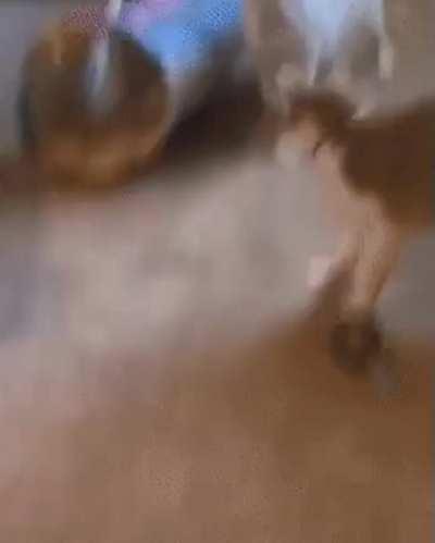 Cat startles his buddy big time