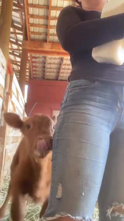 Calf trying to get milk from mommie's udder