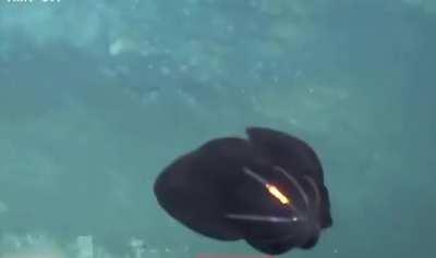Deep sea creature's alien-like transformation