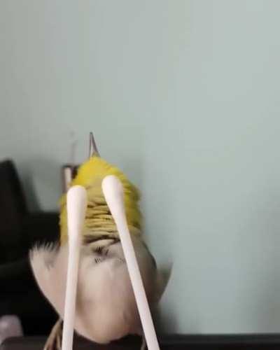 This is the number one cause of bird droppings. Gues what number 2 is!