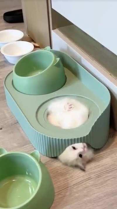 Does kittens are made of liquid?