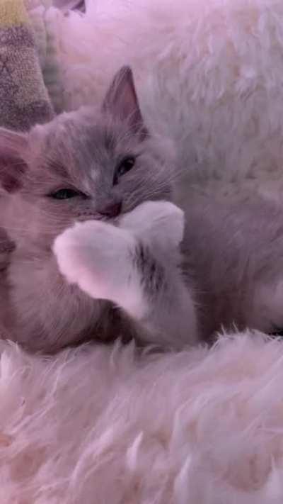 This is Soup & his post meal grooming