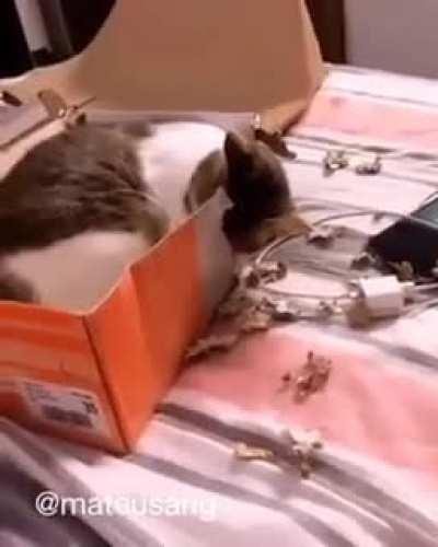 Brazilian Cat with an engineer degree