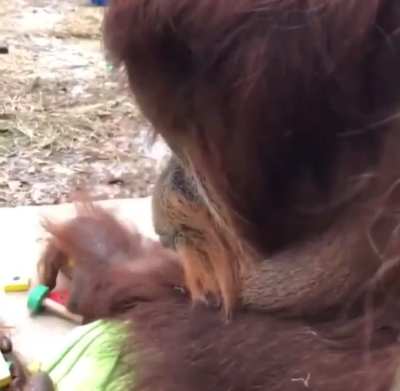 Orangutan can really use his lips!