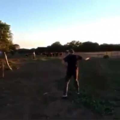 HMB while I get Leeroy Jenkins'ed by bull