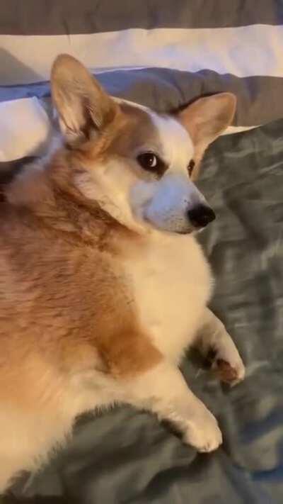 Louis was used to getting up for his morning walk at 10. Schedule has changed and morning walk time is now 6am. He was not emotionally prepared for this.