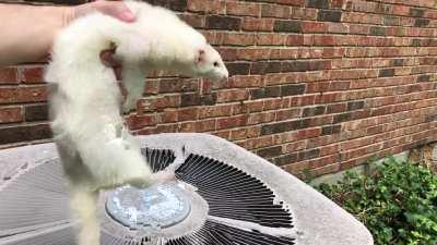 No kiddie pool available? Ferret has bathtub PTSD? No worries! Turns out you can take your weasels swimming this summer without even getting their feet wet