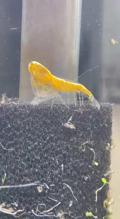 I was lucky enough to get to see my baby molt💛