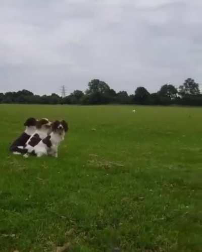 These incredibly disciplined Brittanys.