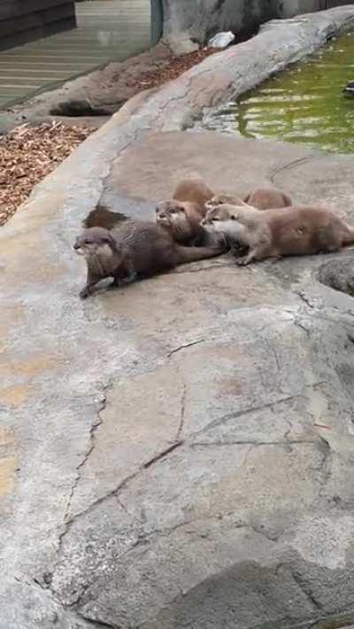 Squeaky boys at the zoo!