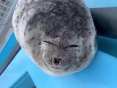 Wholesome (and derpy) seal