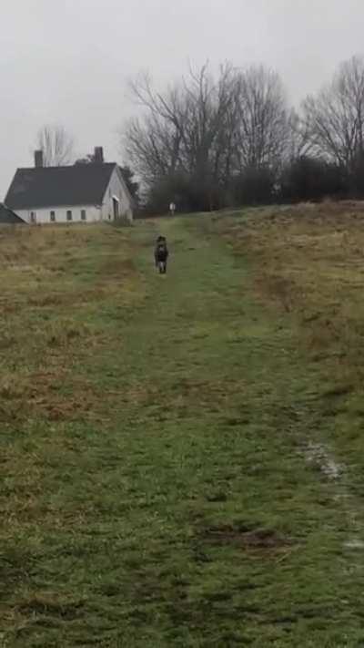 Great dane zooming around