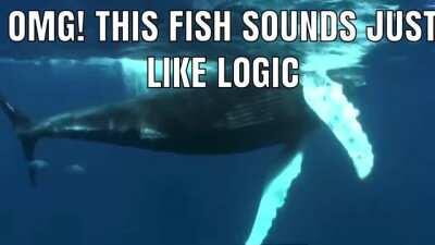 raper dolfin spageti😳