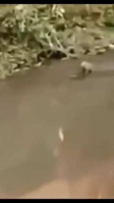 Capybara casually goes on crocodile ride