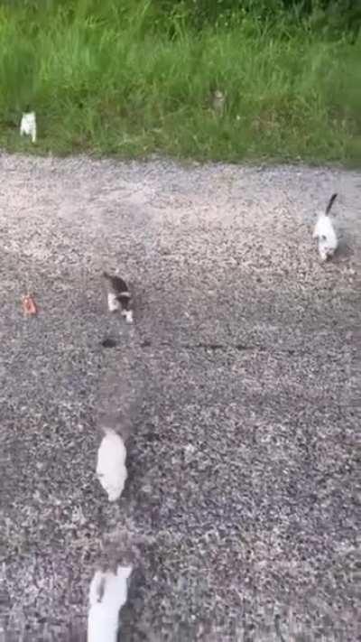 Duplikitten, Replicate of Terror