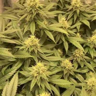 The AM unzip 😎 - Bruce Banner