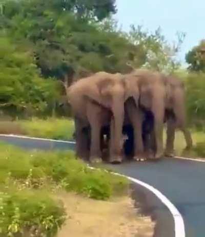 🔥 Security of the baby elephant