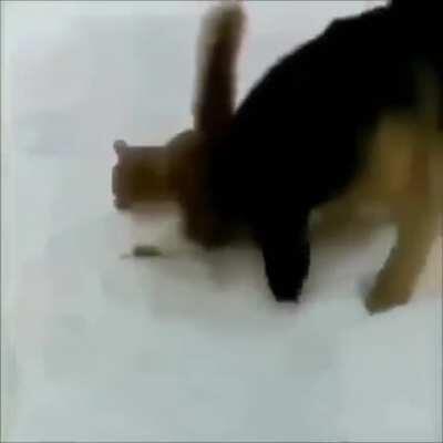 Cachorrinho ajuda o gatinho a sair da neve cellFofo