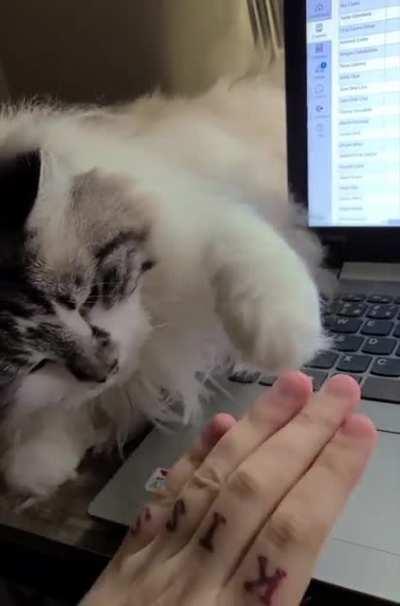 My ragdoll is demanding with his petting