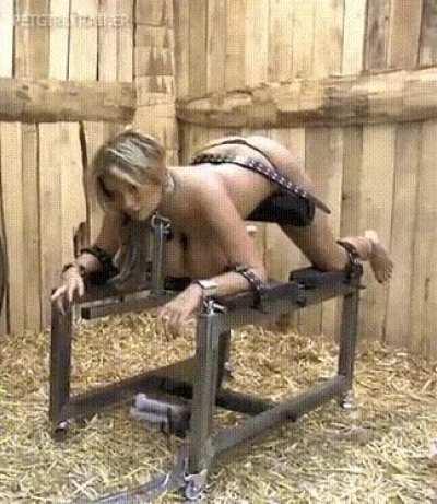 A good cow tied down on the breeding bench and ready to be milked