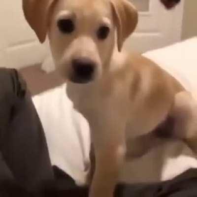 Awawawawawawawawa AAAAAAAAAA!