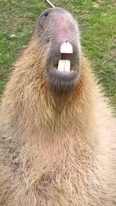 Keep your Capybaras well brushed