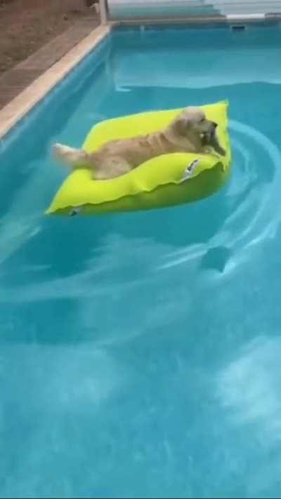 Dog Casually Floating On Cushion In Pool
