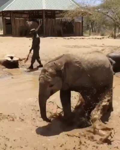 Elephant Family Playing In The Mud