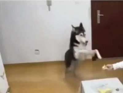 Husky reacts to smelling a Durian fruit