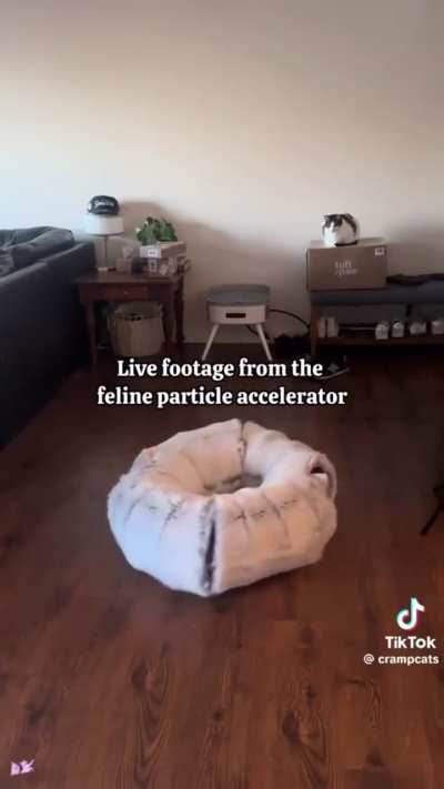 Purrticle Accelerator