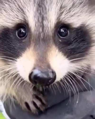 found this cutie one of the social media site I think everyone need this to see this baby it so cute 😍