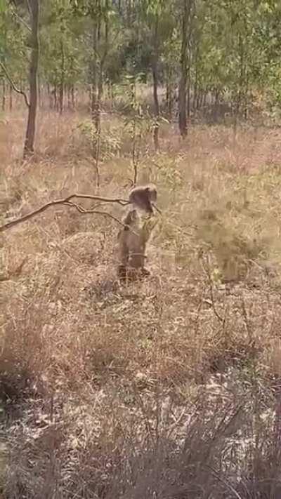 to get the baby down and not climb up again