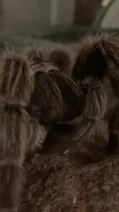 Make sure you brush your teeth before bed