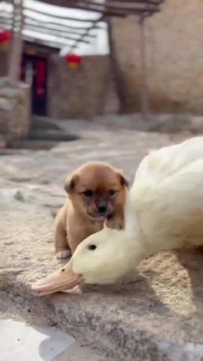 younG PuNK ATtAcKS And ChoKes iNNoCENT bystanDer, fOrCes Him TO ProvIDe TRanSPOrtATION