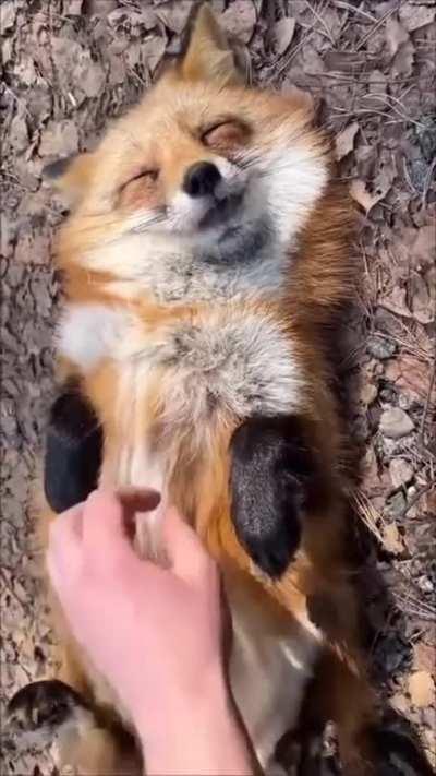Today I learned foxes purr
