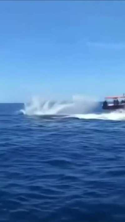 Killer Whale collides with dolphin midair