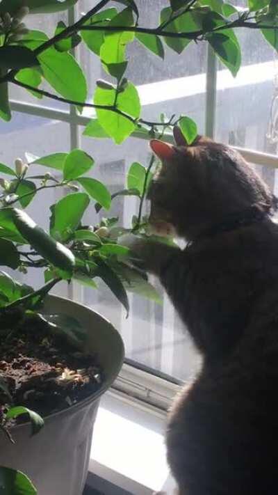 Again with the Meyer lemon tree. He’s such a good gardener!