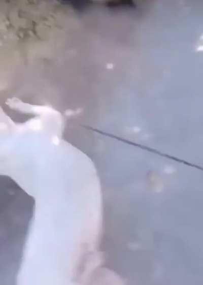 Never Mess With Dogs